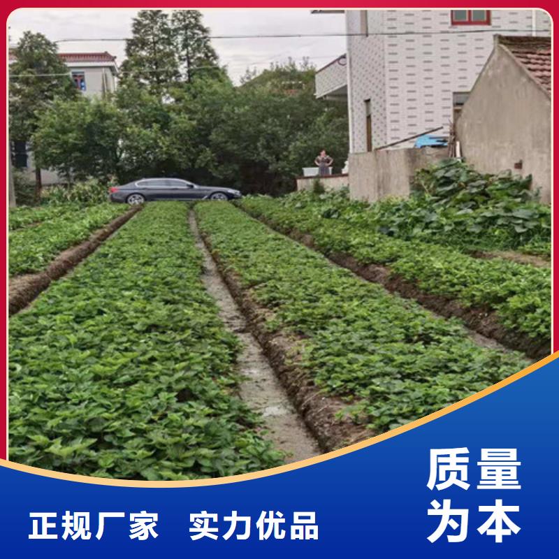 草莓苗,【大棚草莓苗】技术先进好货采购