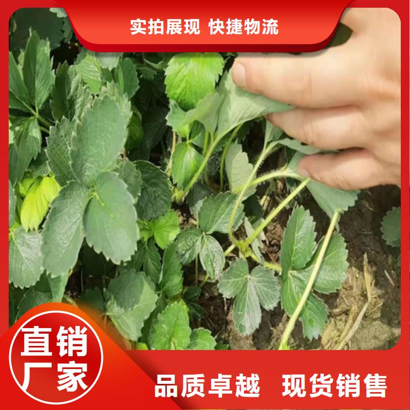 【草莓苗枣树苗精工细致打造】发货迅速