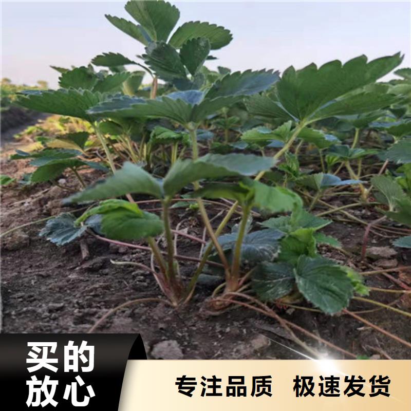 【草莓苗】大棚草莓苗精挑细选好货附近公司