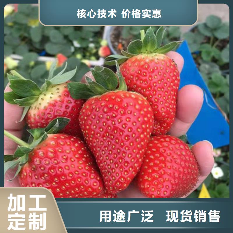 草莓苗枣树苗批发供应源头直供