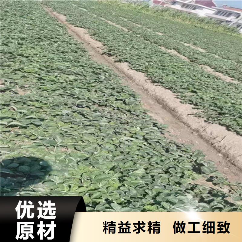 草莓苗_大棚草莓苗好货采购附近厂家