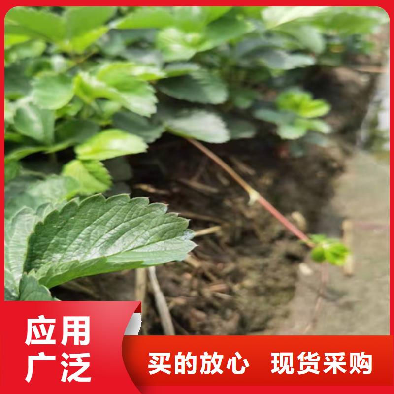 【草莓苗大棚草莓苗低价货源】当地厂家