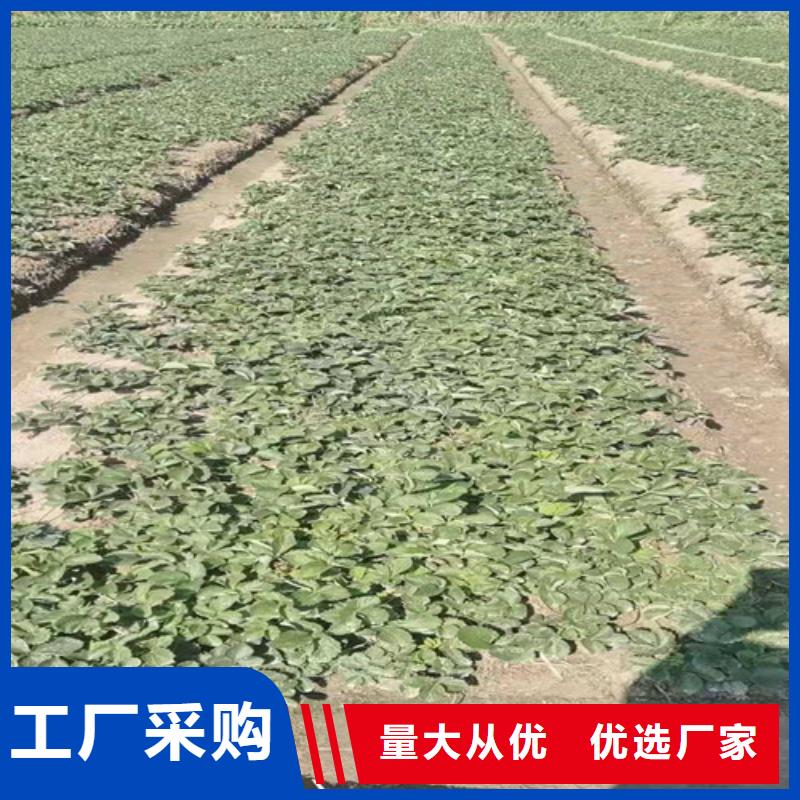 草莓苗红耔山楂苗采购无忧海量库存