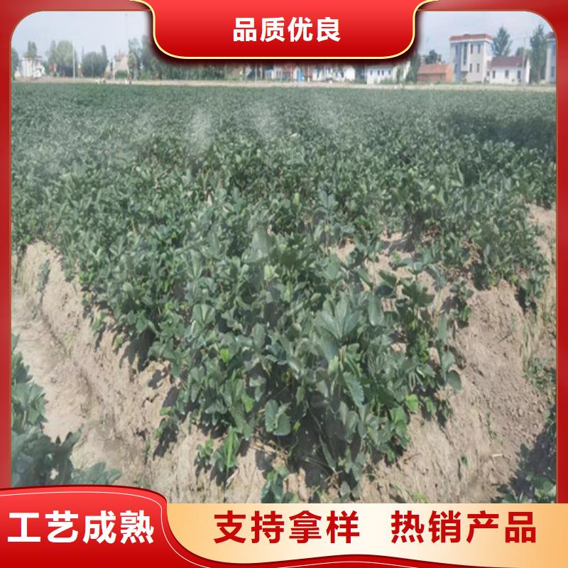 【草莓苗梨树苗对质量负责】当地经销商