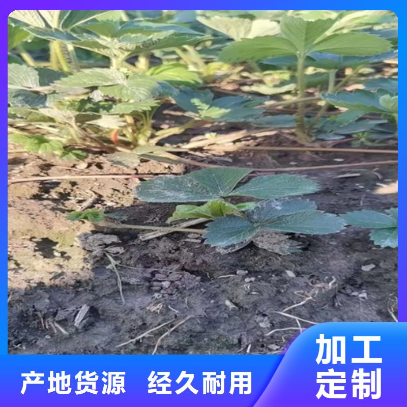 草莓苗,黄金蜜桃苗多种工艺用心做品质