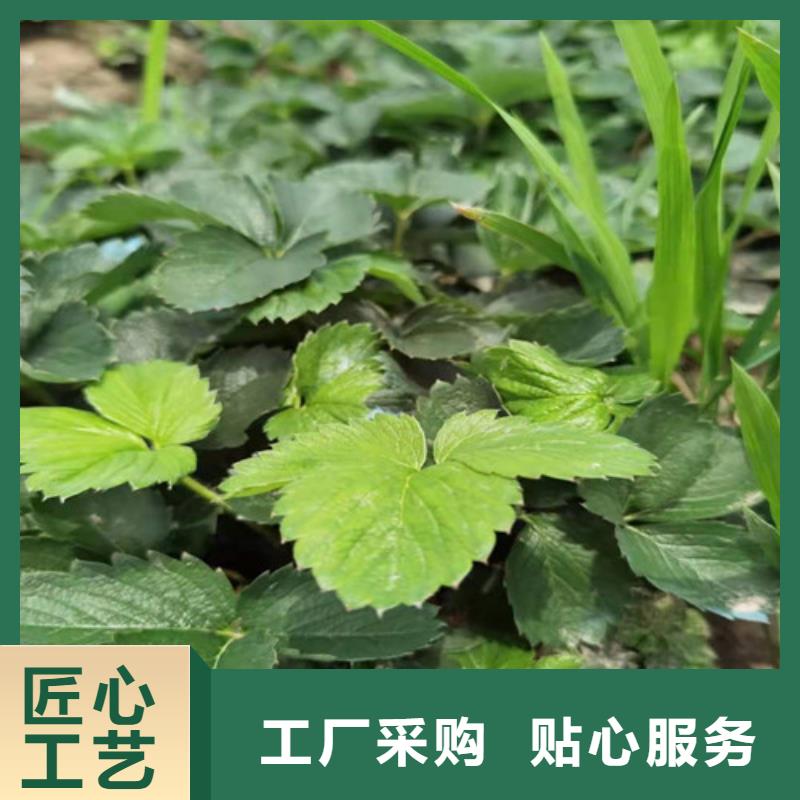 草莓苗【软枣猕猴桃苗】优选货源工艺成熟