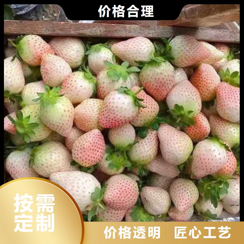 【草莓苗】,奥红一号多行业适用一致好评产品