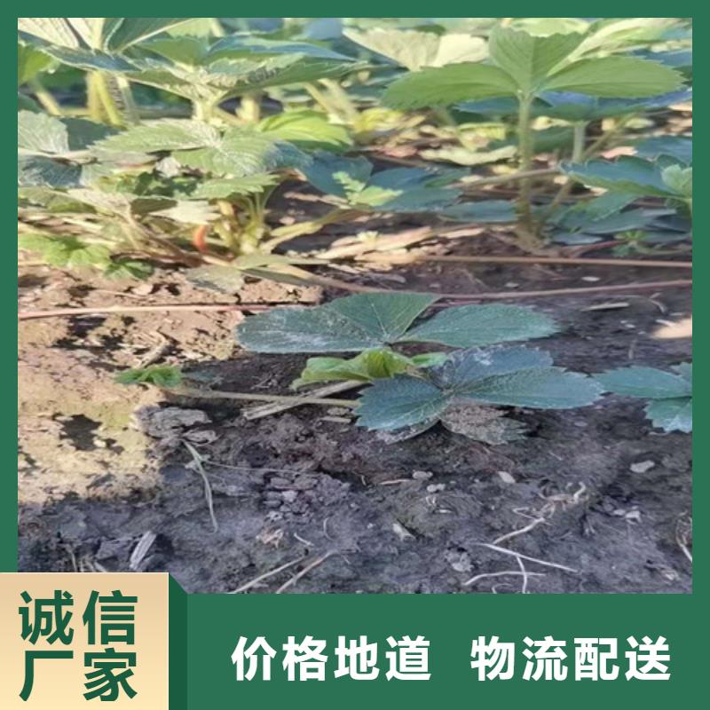 草莓苗大棚草莓苗诚信经营现货现发质优价保