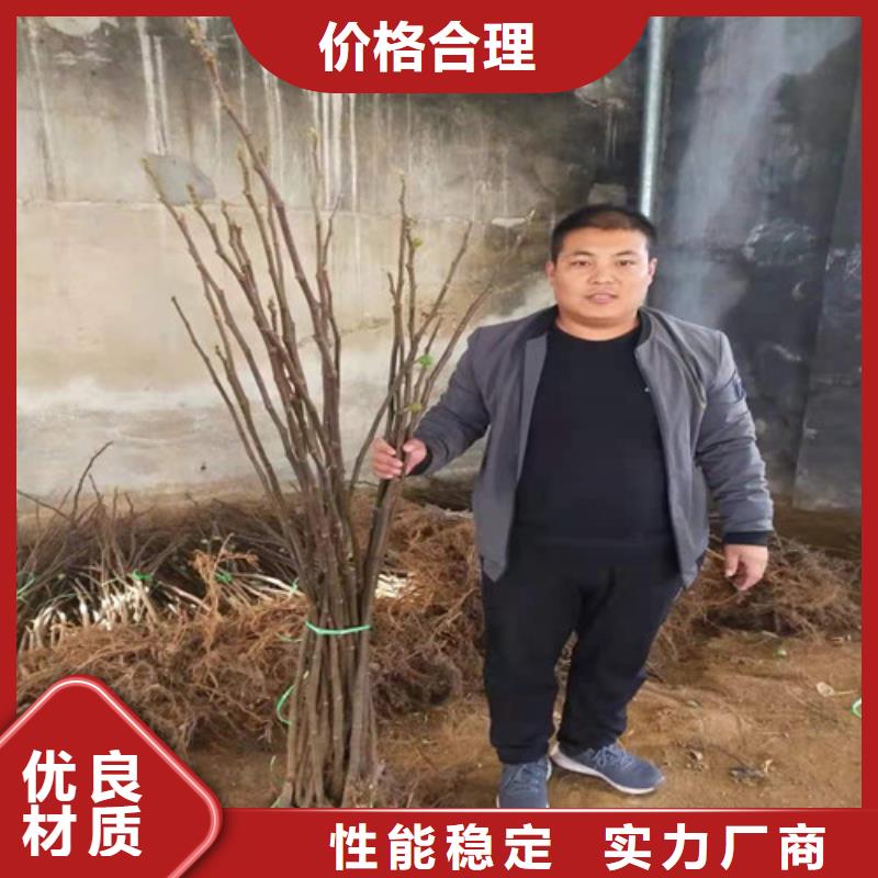 无花果金银花树苗供货及时海量现货直销