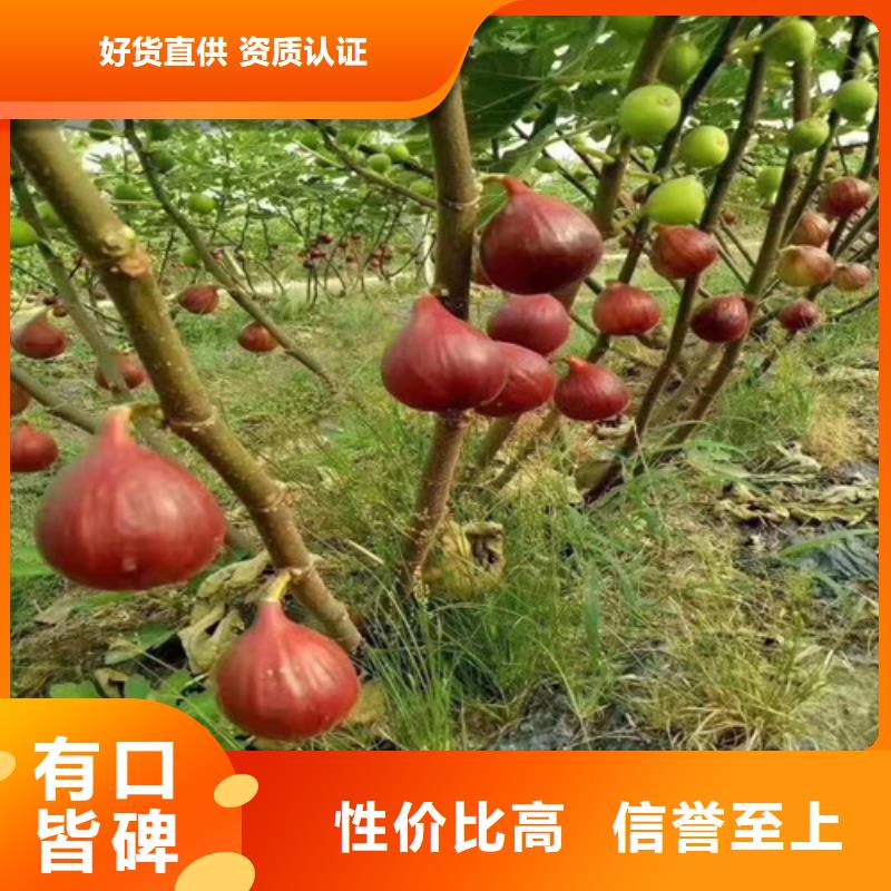 无花果【大棚草莓苗】支持货到付清附近经销商