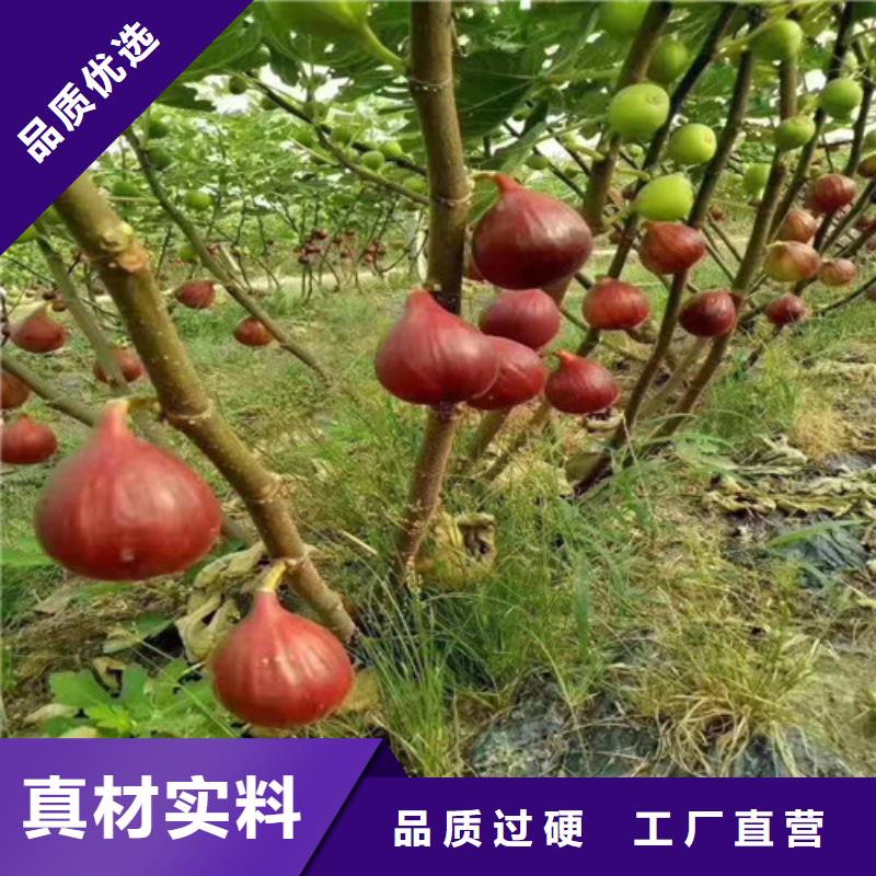 【无花果金银花树苗发货及时】量大更优惠