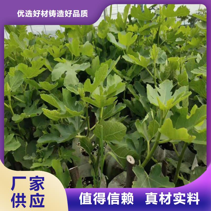 无花果蓝莓苗工期短发货快品质保证实力见证