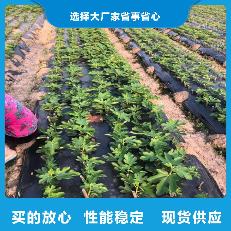 无花果【大棚草莓苗】一手货源质量层层把关