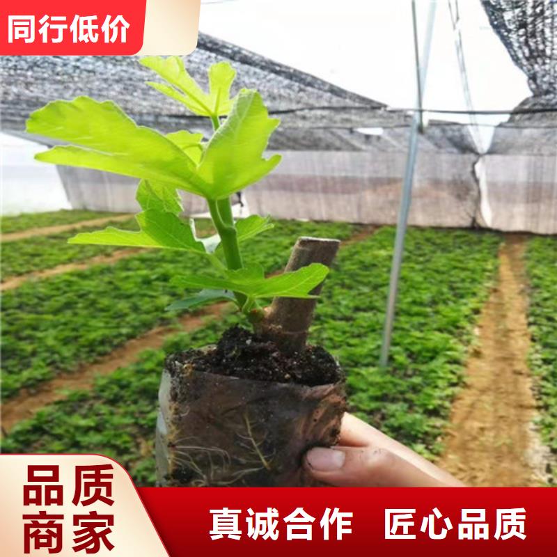 无花果棠梨苗细节展示产品细节