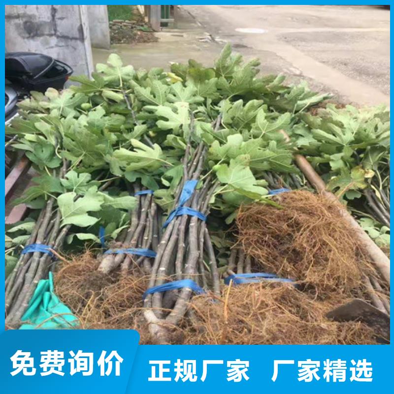 无花果山楂苗一站式采购商支持拿样