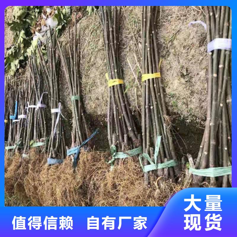 无花果-红耔山楂苗出厂价好产品有口碑