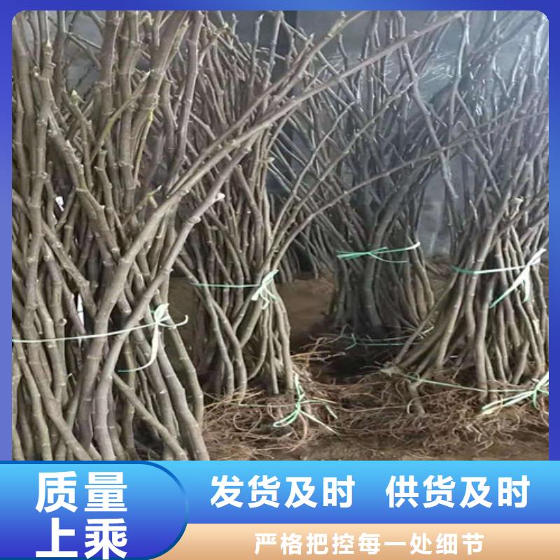 【无花果】葡萄苗专业生产团队附近生产厂家