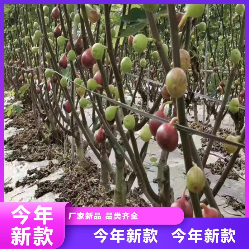 无花果大雪枣苗厂家直营24小时下单发货