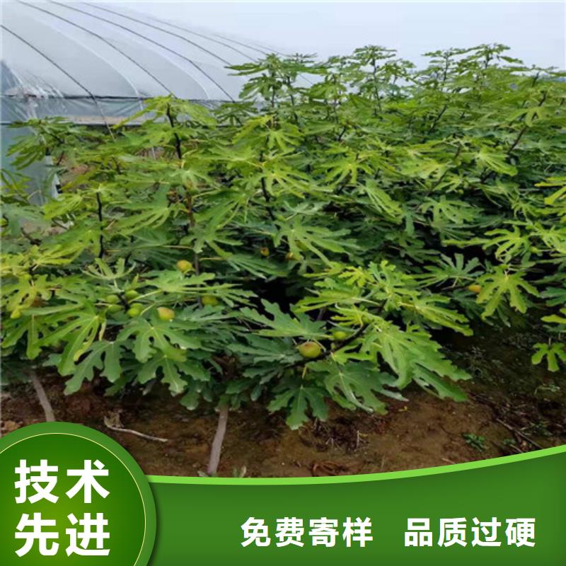 【无花果花椒苗质量上乘】附近经销商