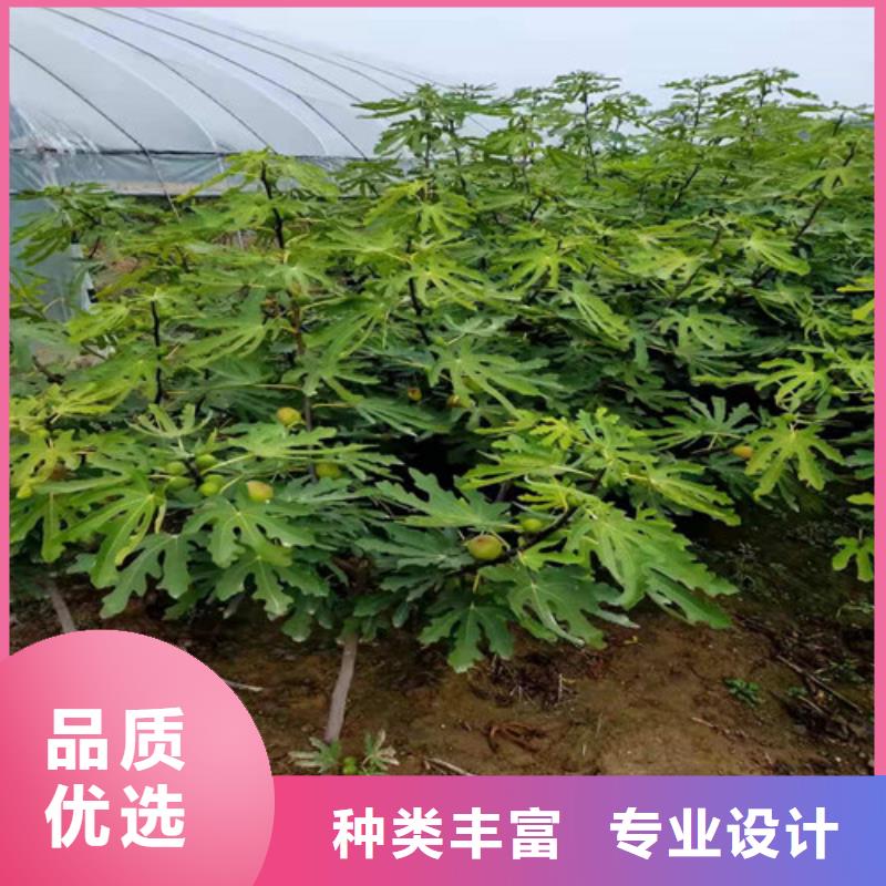 无花果大棚草莓苗每个细节都严格把关实体厂家大量现货