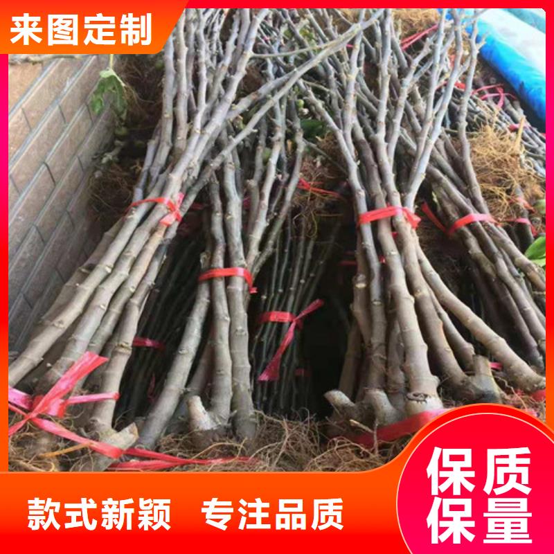 无花果樱桃树苗品牌专营质检合格发货