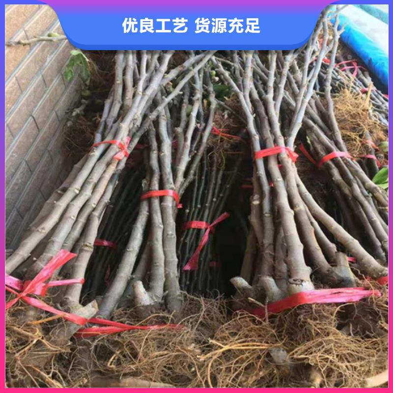 无花果大金星山楂苗严选材质当地货源