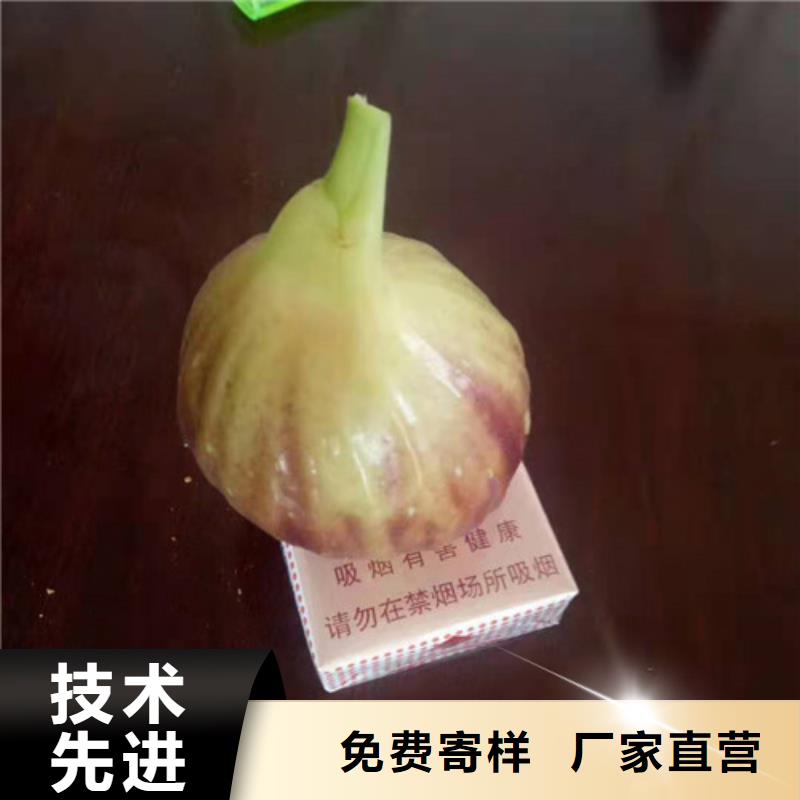 无花果山楂苗厂家品控严格同城生产厂家