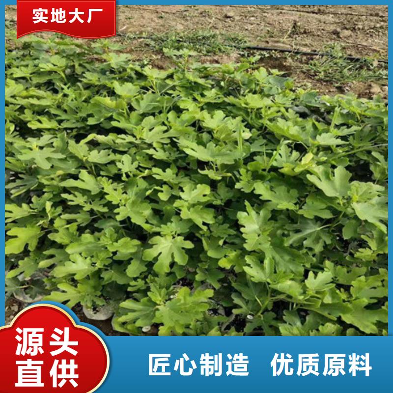 无花果【苹果苗】源厂直销适用范围广