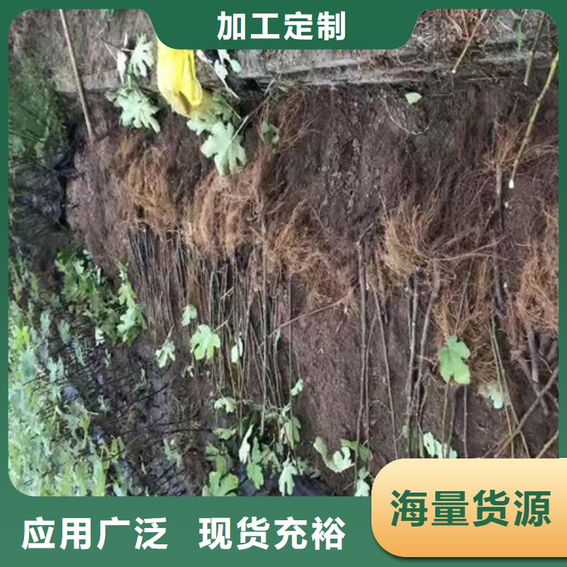 【无花果苹果树苗大量现货供应】追求品质