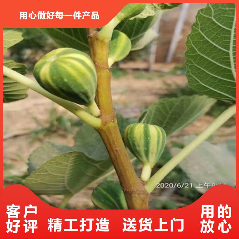 【无花果苹果苗粘木价格有优势】现货交易