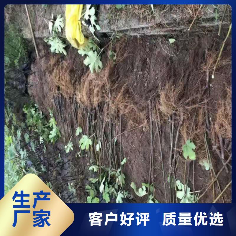 无花果红耔山楂苗国标检测放心购买准时交付