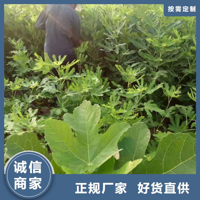 无花果无花果苗工程施工案例同城厂家