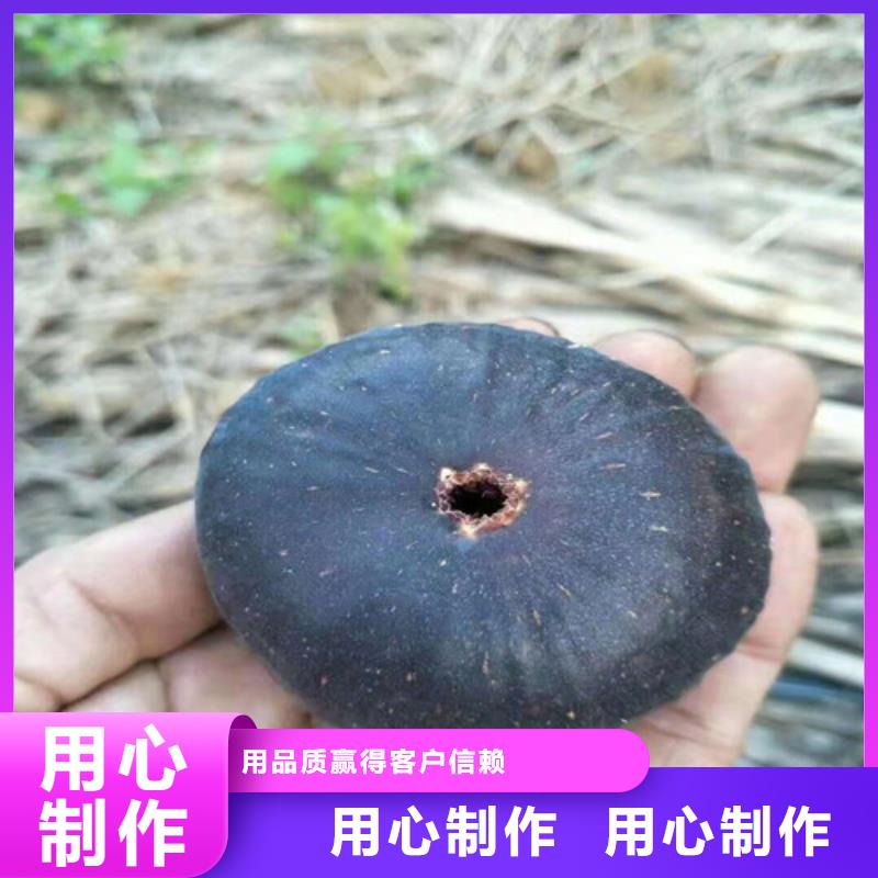 无花果烟福8苹果苗现货交易产品实拍