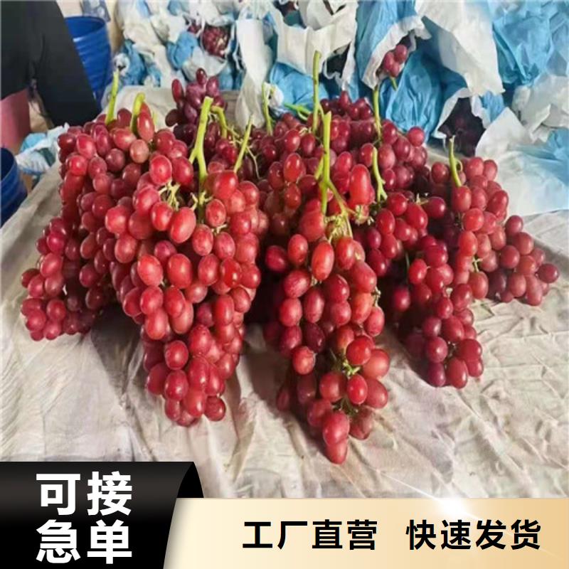 葡萄辣椒苗质检严格放心品质不只是质量好