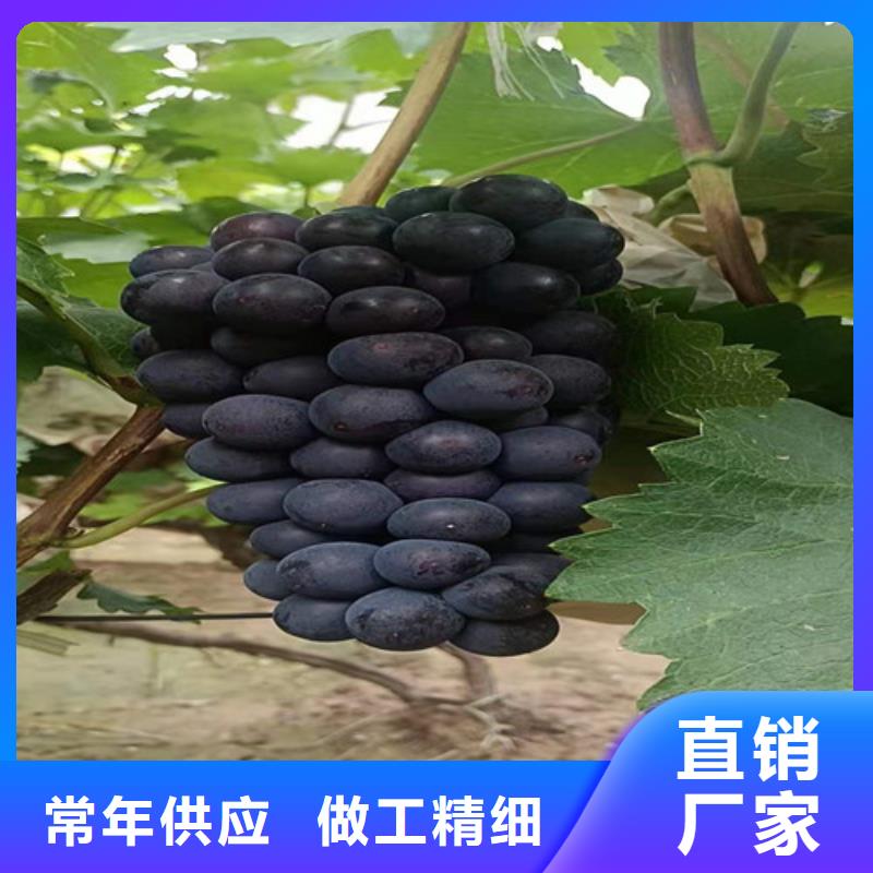 葡萄蓝莓苗性能稳定用心做好每一件产品