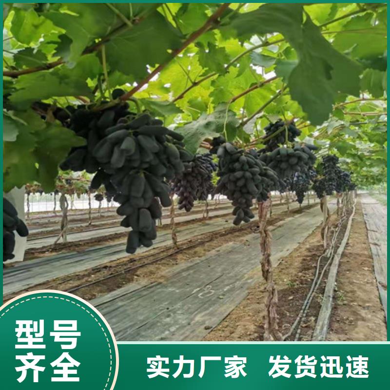 葡萄樱桃树苗信誉有保证附近公司