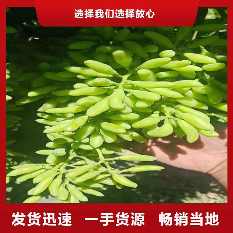 葡萄蓝莓苗厂家实力大适用范围广