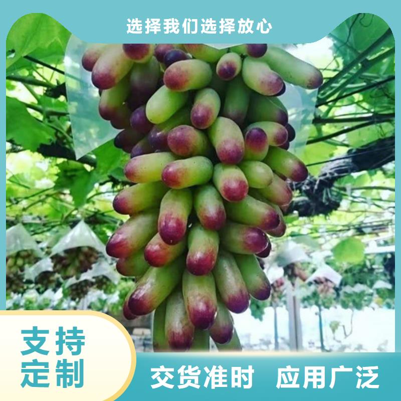 葡萄大棚草莓苗量少也做厂家品控严格