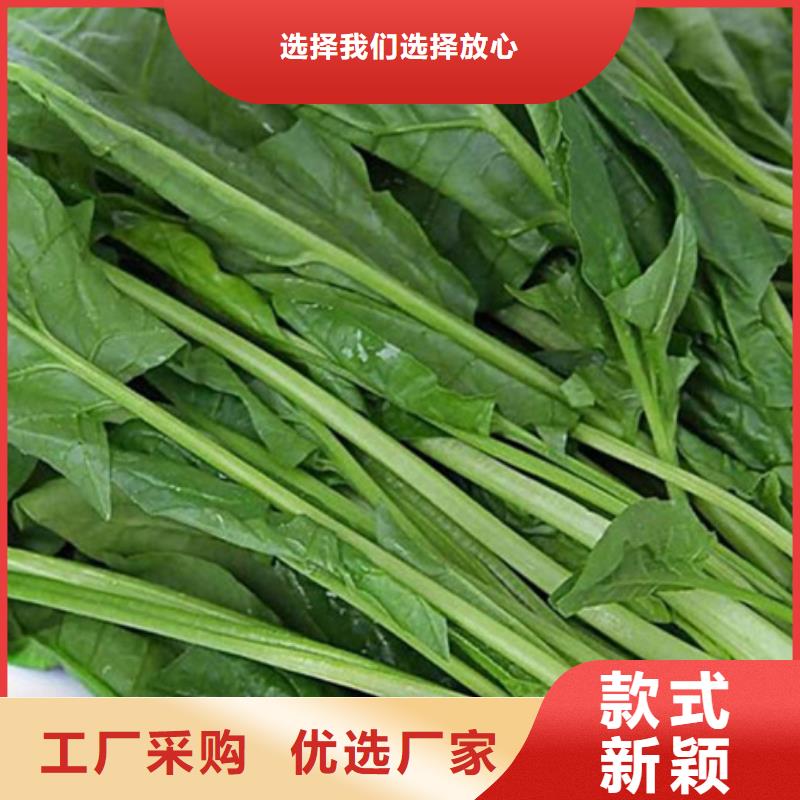 菠菜粉制造厂家高标准高品质