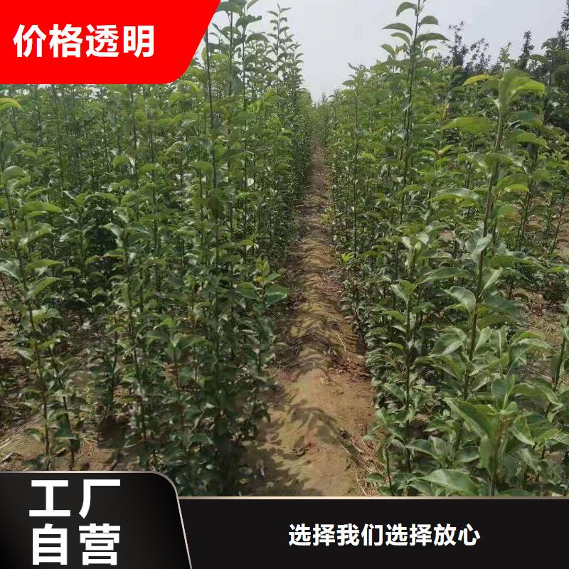 【梨玉露香梨树苗质量检测】当地生产商