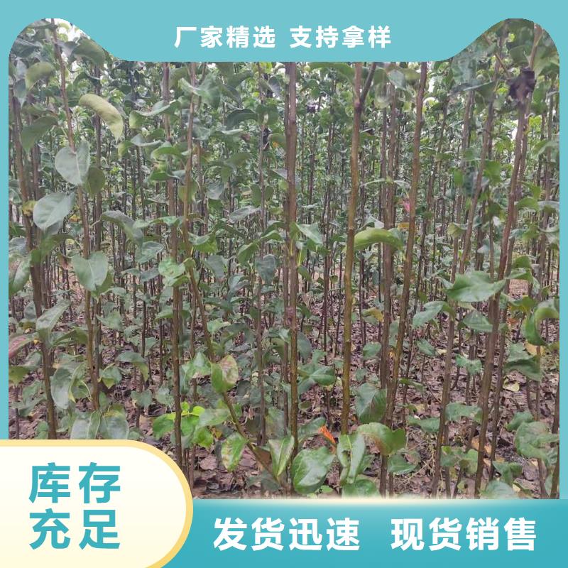 梨黄冠梨树苗厂家直销大量现货供应