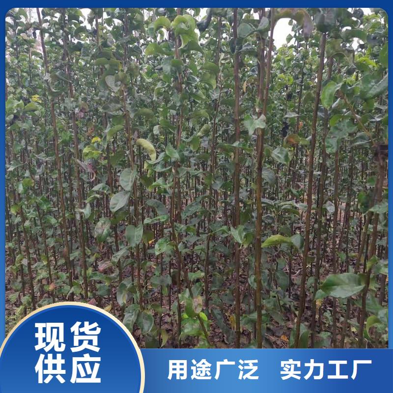 梨玉露香梨树苗质量牢靠质优价保