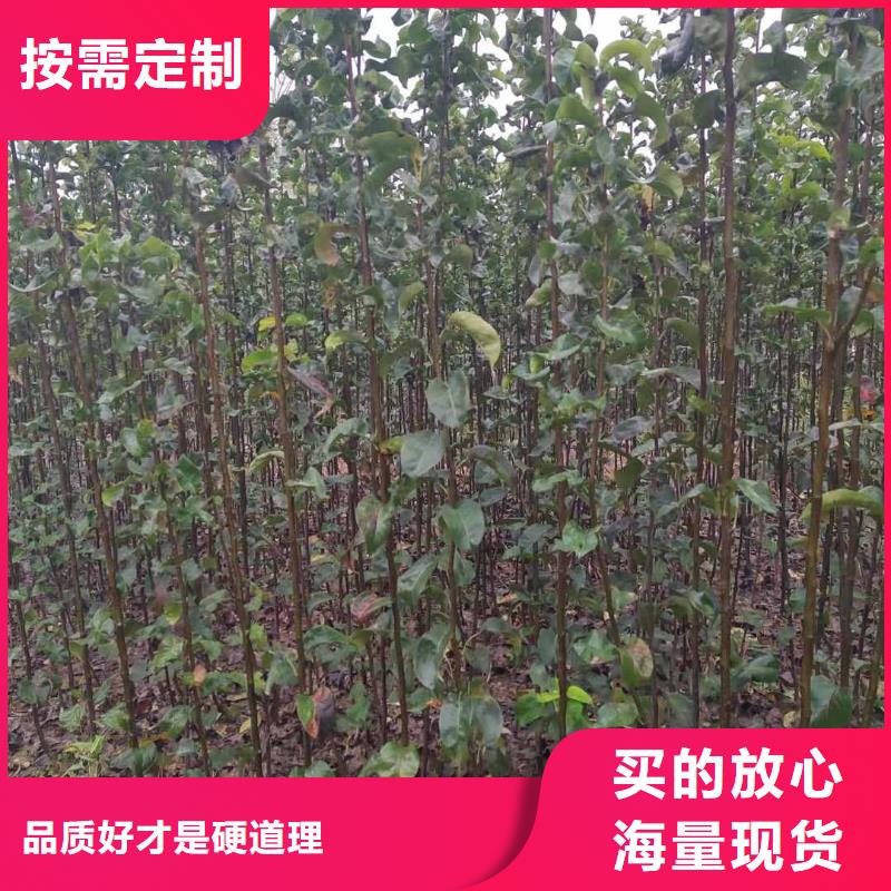 【梨】-杜梨苗货源足质量好推荐厂家