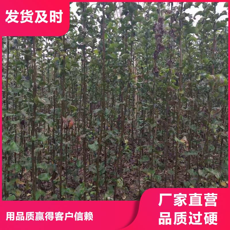 梨奥红全红梨树苗追求细节品质产地直供