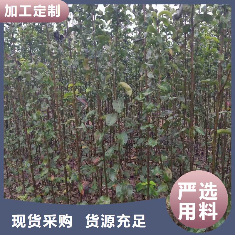 梨杜梨苗品质无所畏惧让利客户