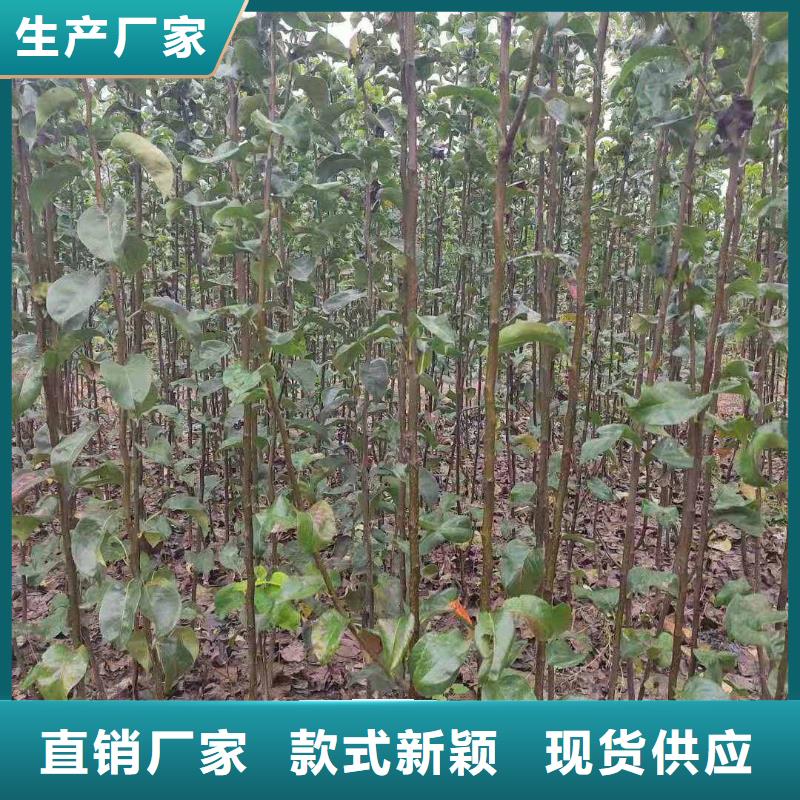 梨玉露香梨树苗严格把关质量放心多种规格供您选择