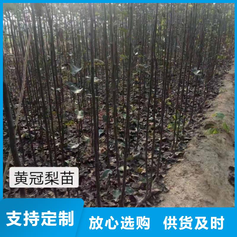 梨奥红一号梨苗的简单介绍本地生产商