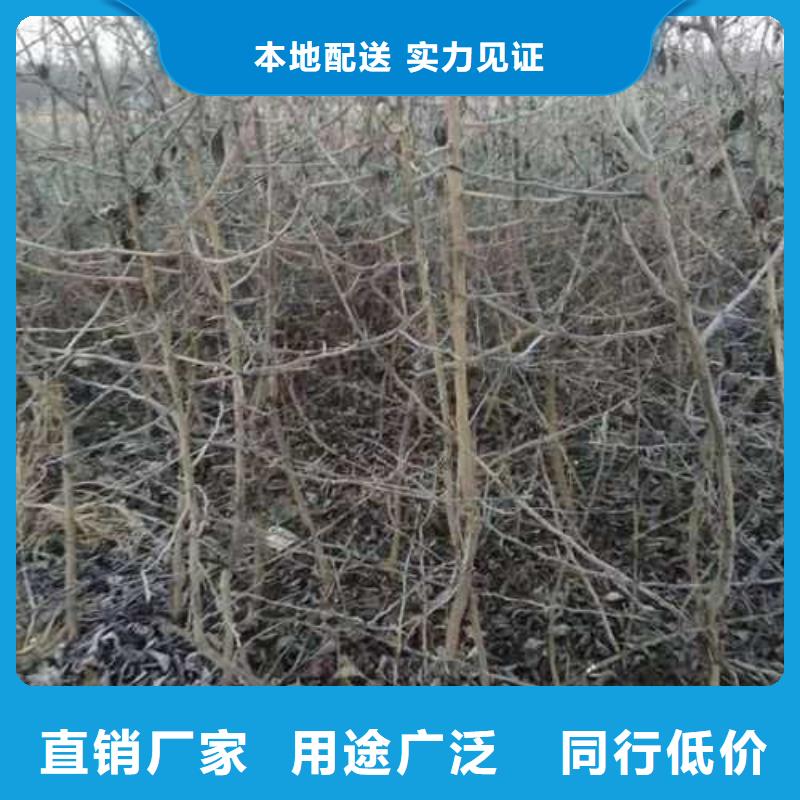 【杜梨】黄冠梨树苗源头厂家好品质经得住考验