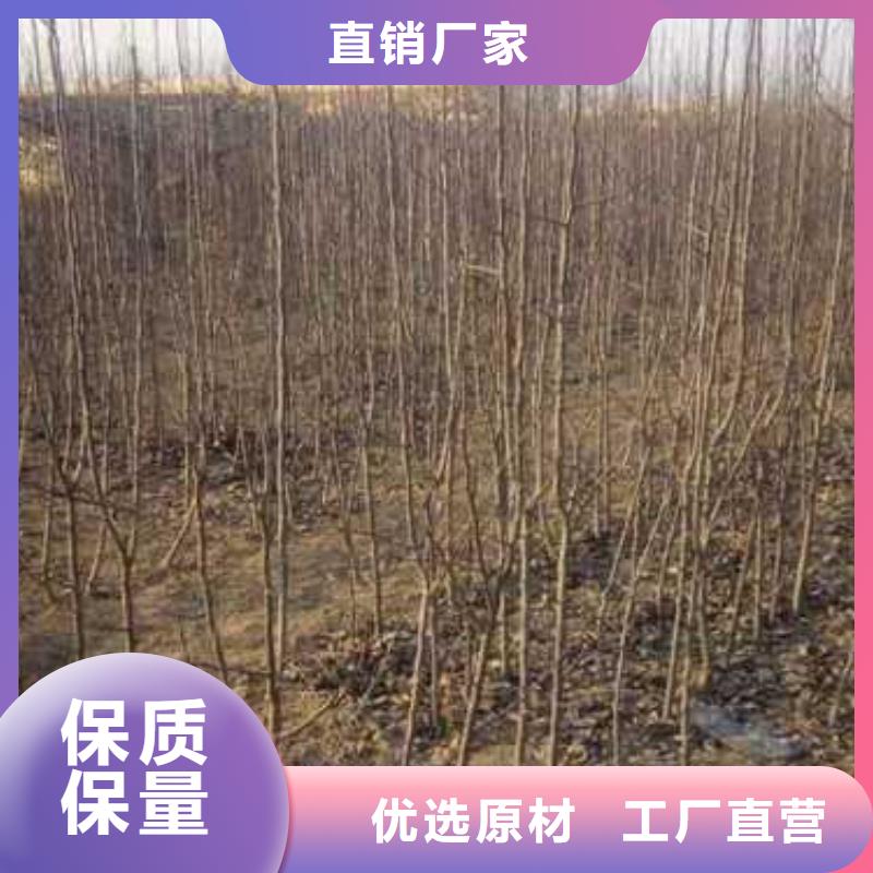 【杜梨杜梨苗细节决定成败】质保一年