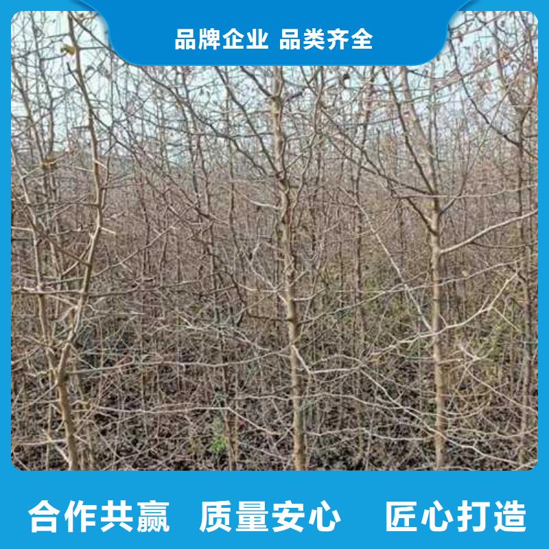 杜梨梨树苗基地可接急单定制零售批发